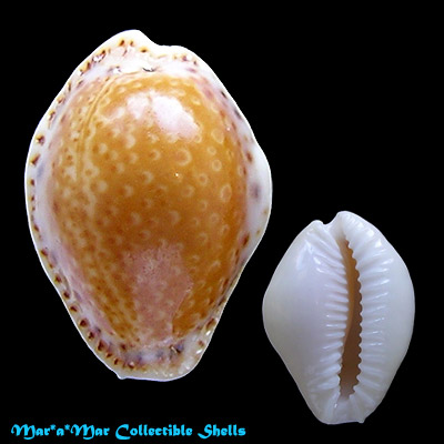 Cypraea (Erosaria) acicularis acicularis Gmelin, 1791