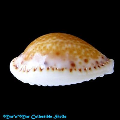 Cypraea (Erosaria) acicularis acicularis Gmelin, 1791 - Image 2