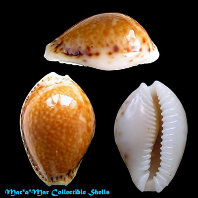 Cypraea (Erosaria) acicularis acicularis Gmelin, 1791