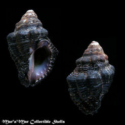 Ergalatax cf.  margariticola Broderip, W.J. 1833