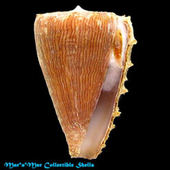 Conus princeps lineolatus Valenciennes, 1832