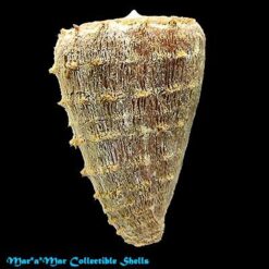 Alternative view of Conus princeps lineolatus Valenciennes, 1832
