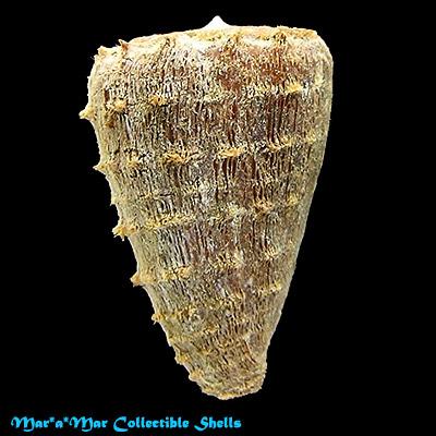 Conus princeps lineolatus Valenciennes, 1832 - Imagem 2