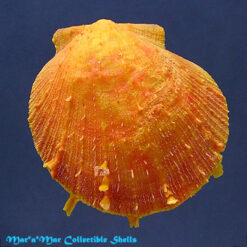 Spondylus ictericus Reeve, 1856