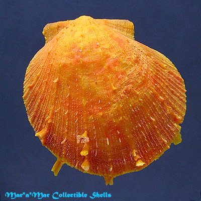 Spondylus ictericus Reeve, 1856