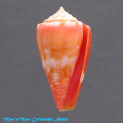 Conus bertarollae Costa & Simone, 1997