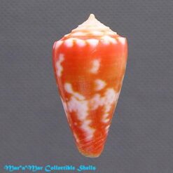 Conus bertarollae Costa & Simone, 1997 - Imagem 2