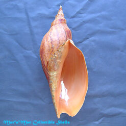 Adelomelon beckii (Broderip, 1836)