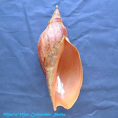 Adelomelon beckii (Broderip, 1836)