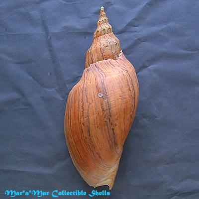 Adelomelon beckii (Broderip, 1836) - Imagem 2