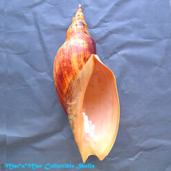 Adelomelon beckii (Broderip, 1836)