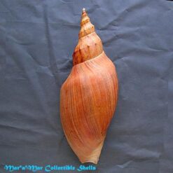 Adelomelon beckii (Broderip, 1836) - Imagem 2