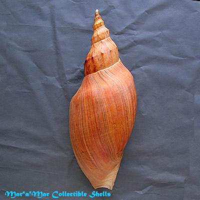 Adelomelon beckii (Broderip, 1836) - Imagem 2