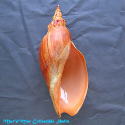 Adelomelon beckii (Broderip, 1836)