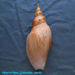 Adelomelon beckii (Broderip, 1836) - Imagem 2