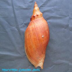 Adelomelon beckii (Broderip, 1836) - Image 2