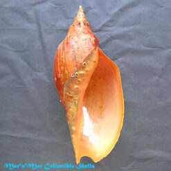 Adelomelon beckii (Broderip, 1836)