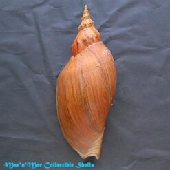 Adelomelon beckii (Broderip, 1836) - Imagem 2