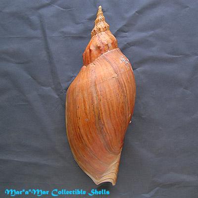 Adelomelon beckii (Broderip, 1836) - Imagem 2
