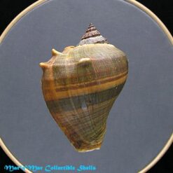 Melongena melongena (L., 1758) - Imagem 2