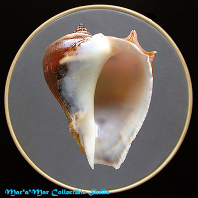 Melongena melongena (L., 1758)