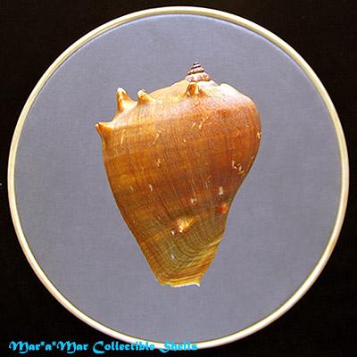 Melongena melongena (L., 1758) - Imagem 2