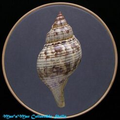 Fasciolaria tulipa hollisteri Weisbord, 1962 - Imagem 2
