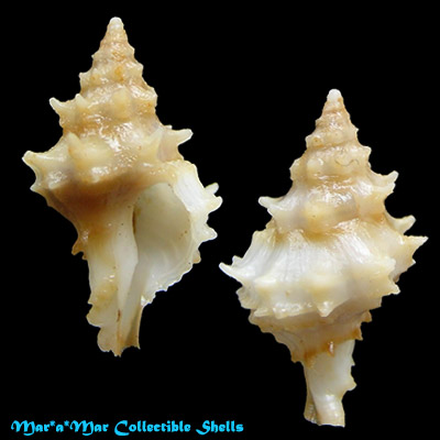 Acanthotrophon striatoides Vokes, 1980