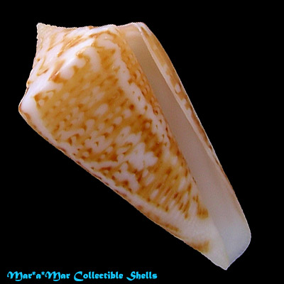 Conus cf. clerii Reeve, 1844