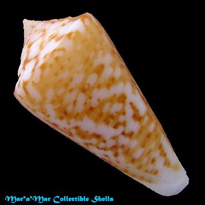 Conus cf. clerii Reeve, 1844 - Image 2
