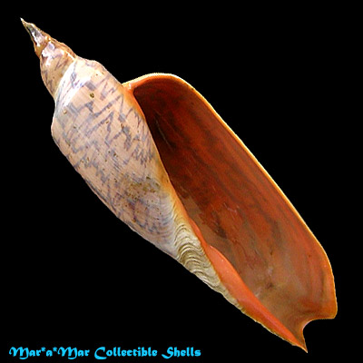 Zidona dufresneyi (Donovam, 1823)