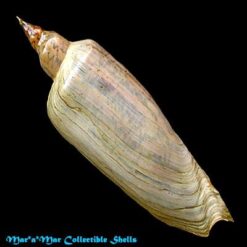 Zidona dufresneyi (Donovam, 1823) - Imagem 2