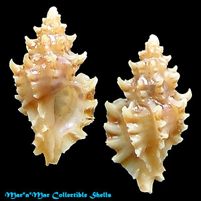 Pazinotus bodarti P.M.Costa, 1993