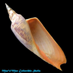 Zidona dufresneyi (Donovam, 1823)