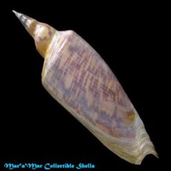 Zidona dufresneyi (Donovam, 1823) - Imagem 2