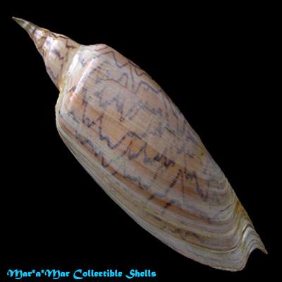 Zidona dufresneyi (Donovam, 1823) - Imagem 2