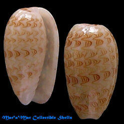 Alternative view of Gibberula moscatelli Boyer, 2004