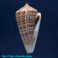 Conus spurius phlogopus Tomlin, 1937