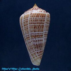 Conus spurius phlogopus Tomlin, 1937 - Imagem 2