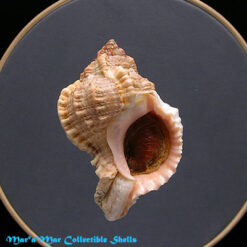 Phyllonotus globosus (Emmons, 1858)
