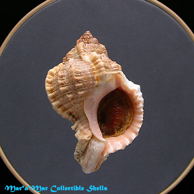 Phyllonotus globosus (Emmons, 1858)