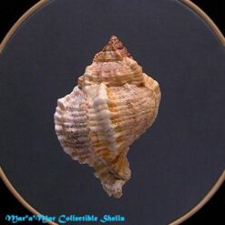 Phyllonotus globosus (Emmons, 1858) - Imagem 2
