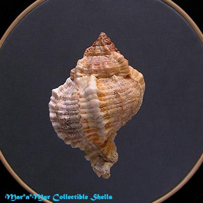 Phyllonotus globosus (Emmons, 1858) - Imagem 2