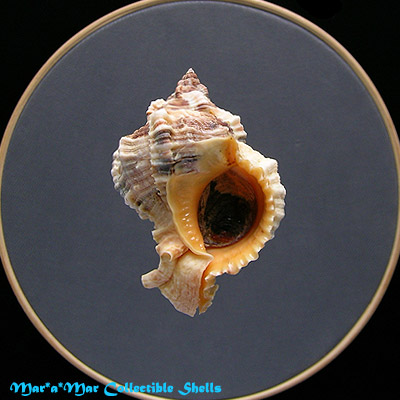 Phyllonotus globosus (Emmons, 1858)