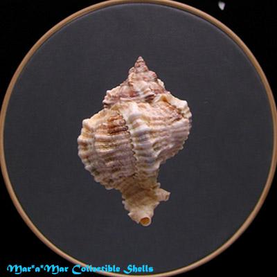 Phyllonotus globosus (Emmons, 1858) - Imagem 2