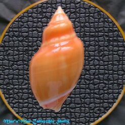 Ancilla glabrata (L., 1758) - Imagem 2