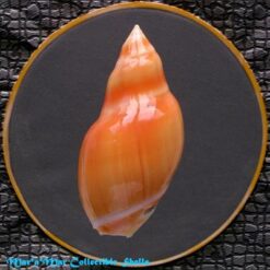 Ancilla glabrata (L., 1758) - Imagem 2