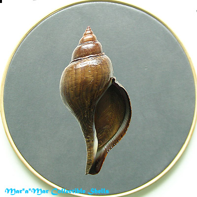 Fasciolaria tulipa hollisteri Weisbord, 1962