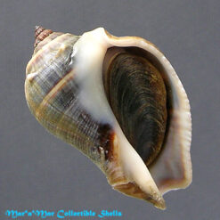 Melongena melongena (L., 1758)