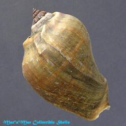 Melongena melongena (L., 1758) - Imagem 2